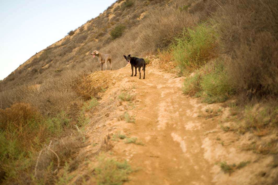 Dogs weimaraner mutt trail