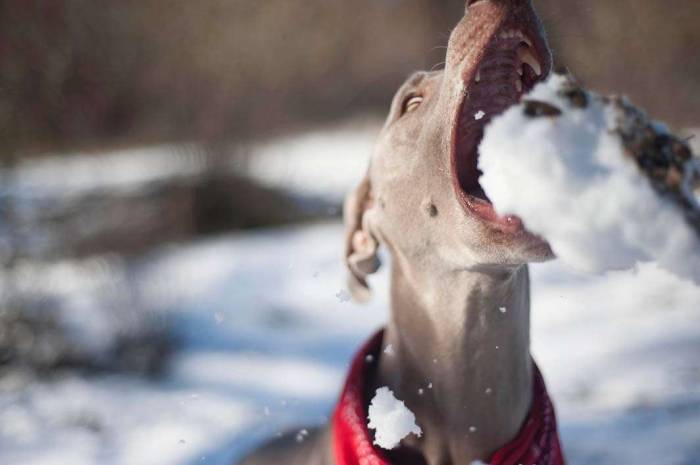 Dog weimaraner bandana snow chomp snowball