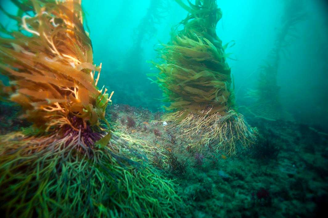 Scuba dive La Jolla kelp