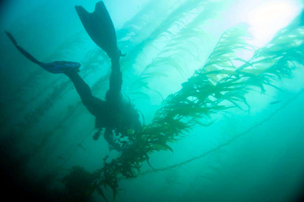 Scuba dive La Jolla kelp diver