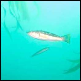 thumbnail Scuba dive La Jolla kelp fish