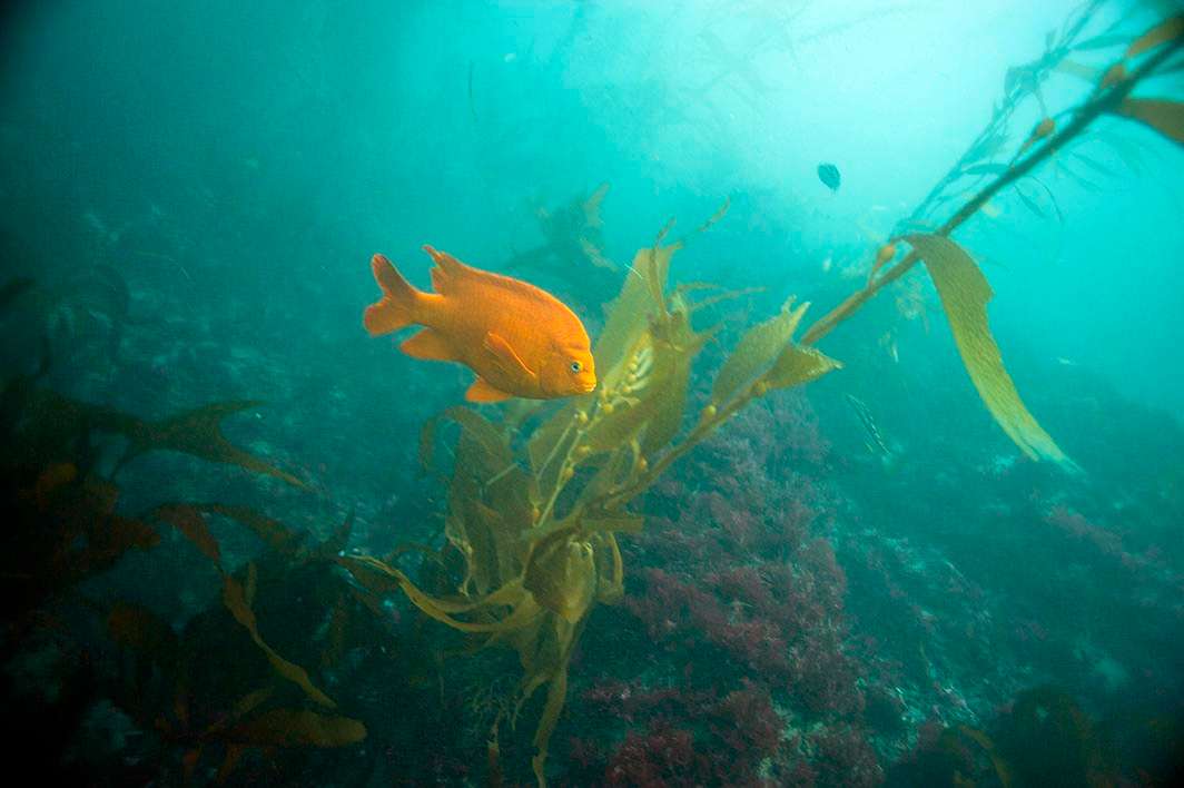 Scuba dive La Jolla kelp garibaldi