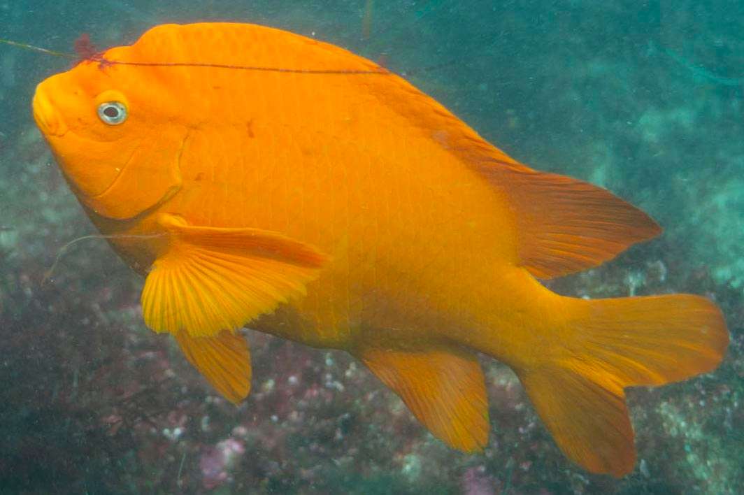 Scuba dive La Jolla fish Garibaldi