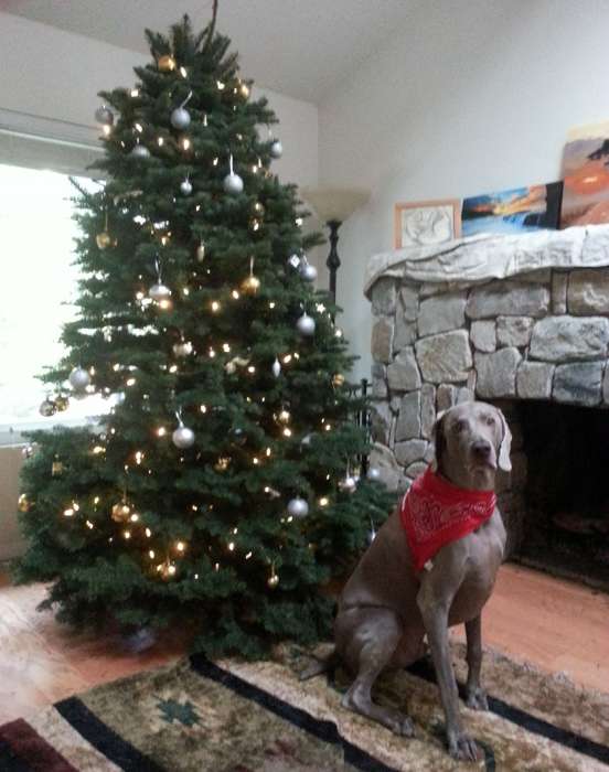 Christmas tree dog weimaraner living room fireplace