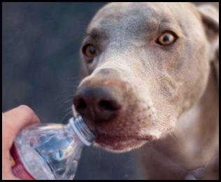 Blind Lady Ale House BLAH Cape Run 2015 dog drinking water bottle weimaraner