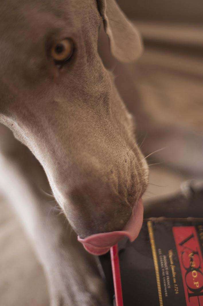 Dog weimaraner Remy Martin cognac box nom chew nibble