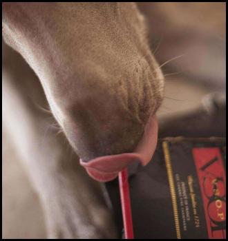 Dog weimaraner Remy Martin cognac box nom chew nibble