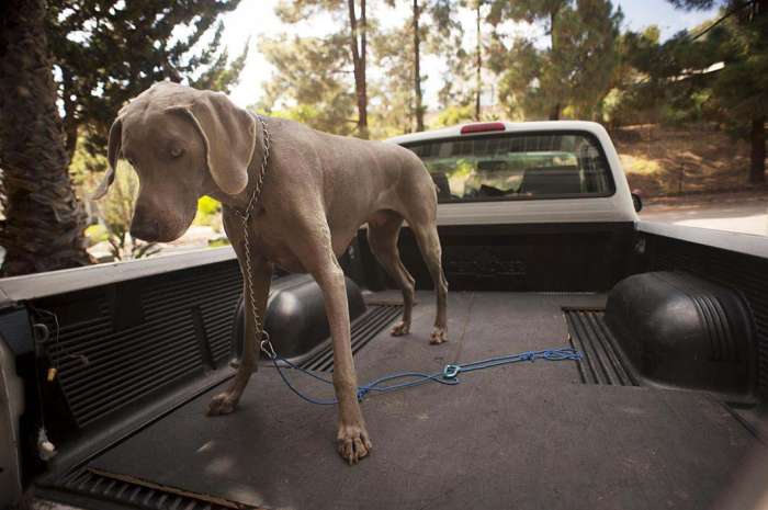 Toyota Tacoma truck bed bedliner dog mod weimaraner