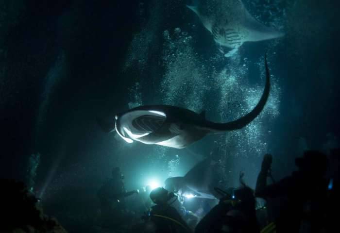Hawaii Big Island scuba manta dive night underwater photography mouth