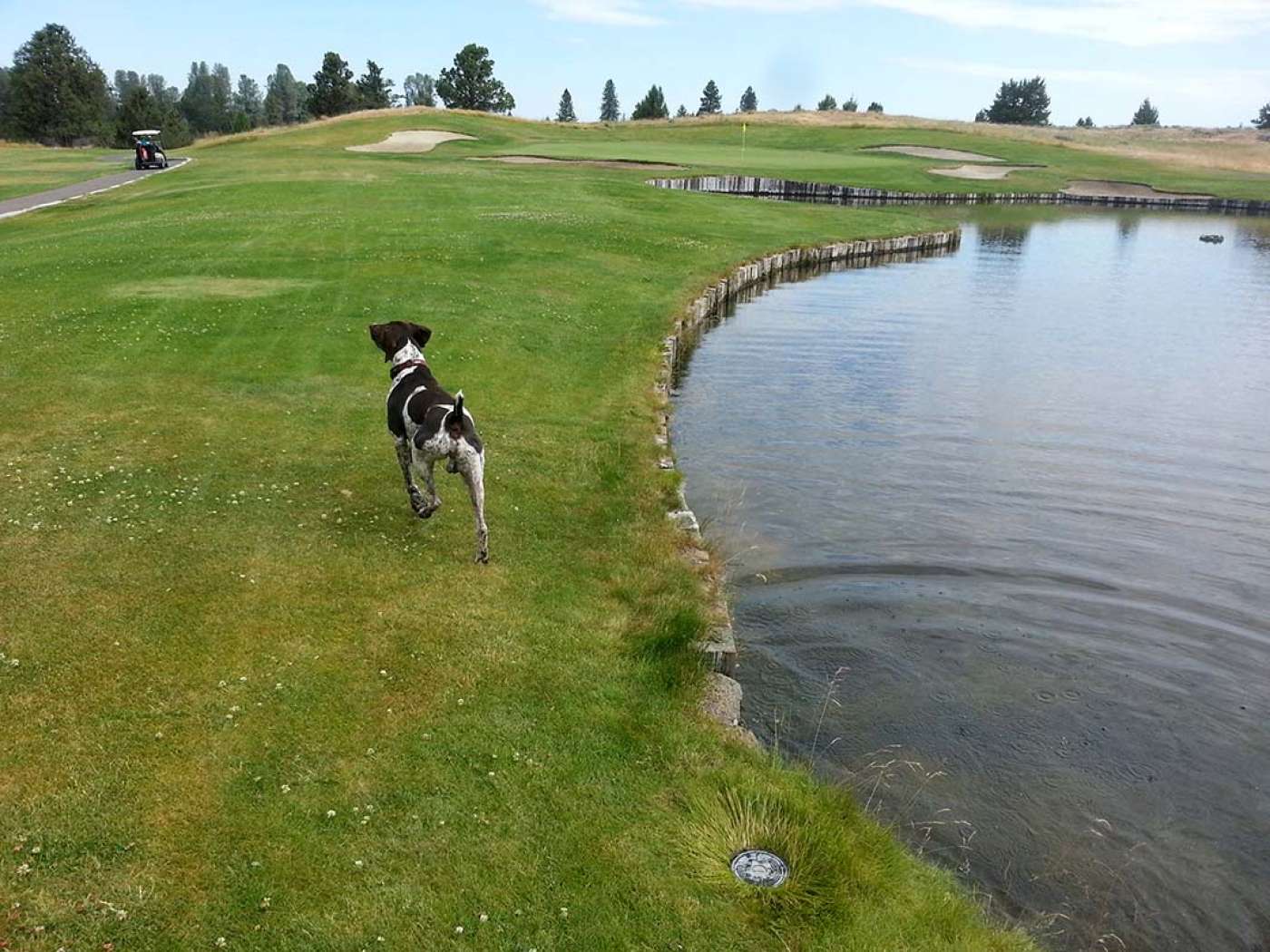 Golfing course dog german shorthaired pointer