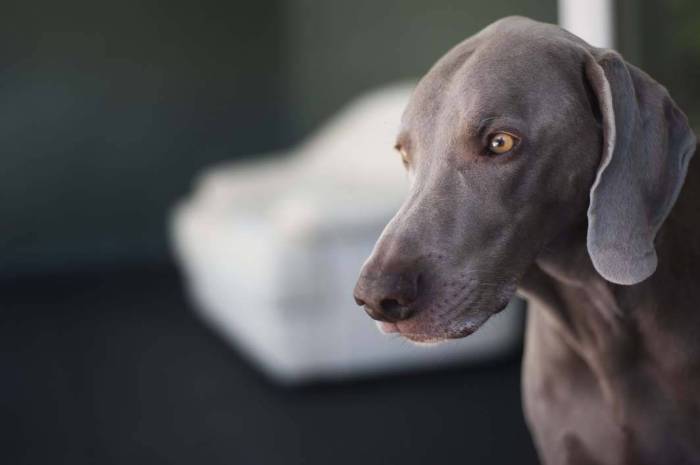 Weimaraner dog gray depth of field