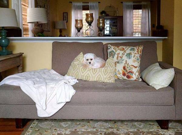 Dog couch pillow