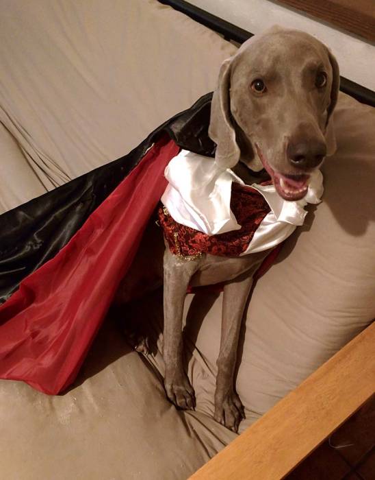 Weimaraner vampire costume Halloween