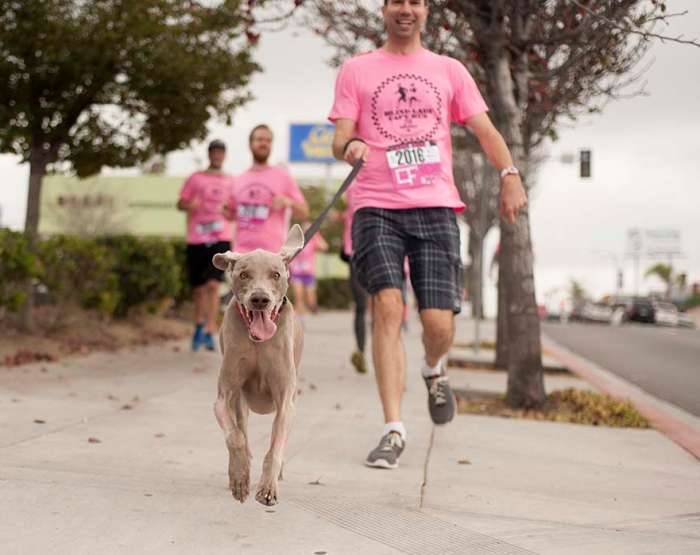 Blind Lady Ale House Cape Run 2016 BLAH capes San Diego dog weimaraner