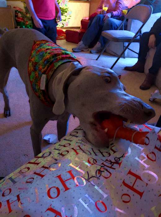 Weimaraner Christmas gift toy unwrapping chomp