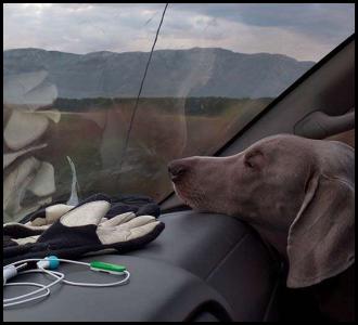 Weimaraner in a Tacoma on I-5