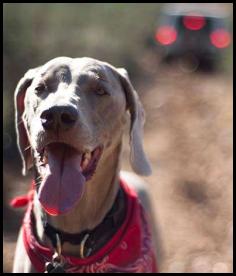 Jeep offroading dog weimaraner