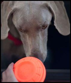 Clay pigeon shooting dog weimaraner