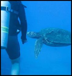 Hawaii Kauai scuba dive sea turtle diver