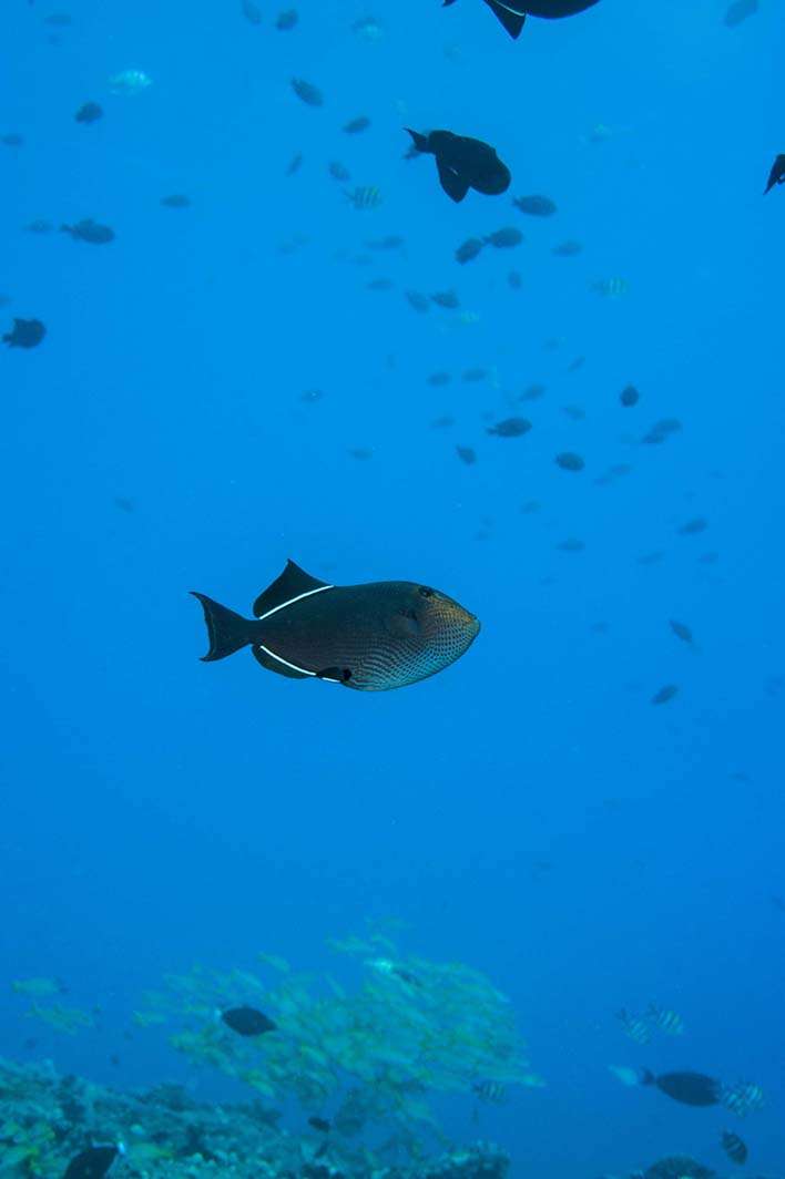 Hawaii Kauai scuba dive fish