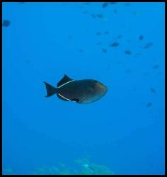 Hawaii Kauai scuba dive fish