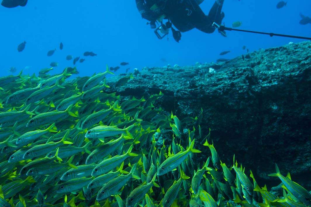 Hawaii Kauai scuba dive underwater photography fish school diver