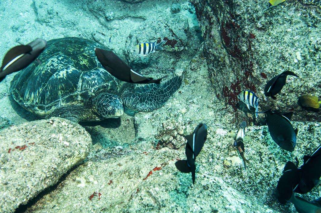 Hawaii Kauai scuba dive fish sea turtle