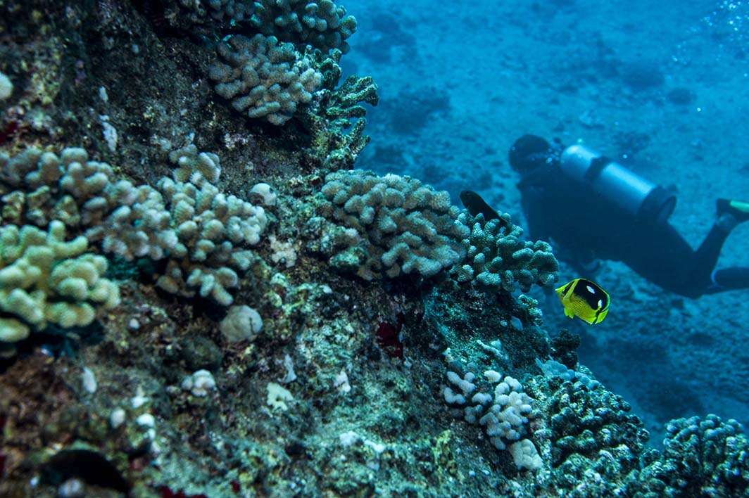 Hawaii Kauai scuba dive fish reef diver