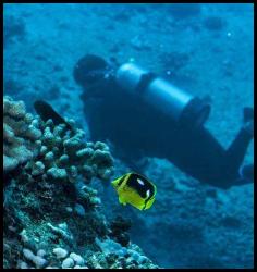 Hawaii Kauai scuba dive fish reef diver