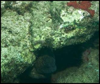 Hawaii Kauai scuba dive sea eel