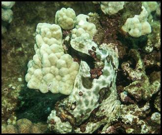 Hawaii Kauai scuba dive sea coral reef