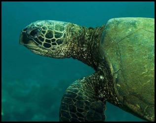 Hawaii Kauai scuba dive turtle