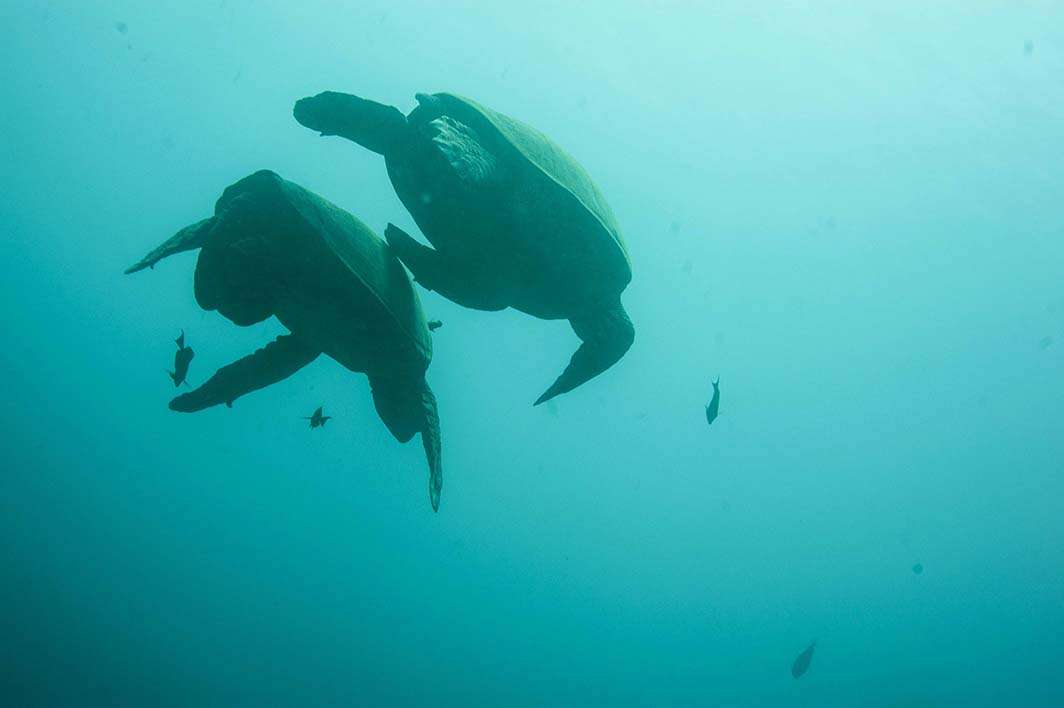 Hawaii Kauai scuba dive turtles