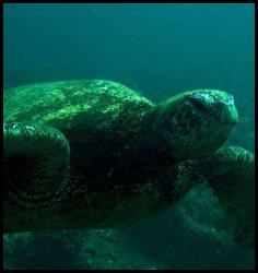 Hawaii Kauai scuba dive turtles