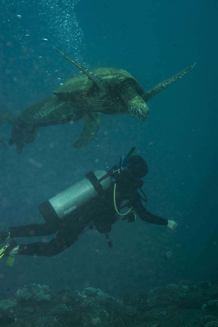 Hawaii Kauai scuba dive sea turtle diver