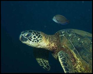 Hawaii Kauai scuba dive sea turtle