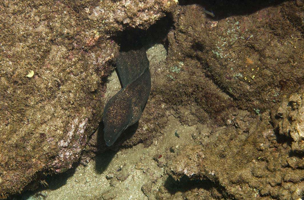 Hawaii Kauai scuba dive eel