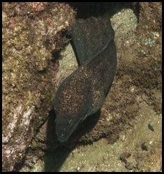 Hawaii Kauai scuba dive eel