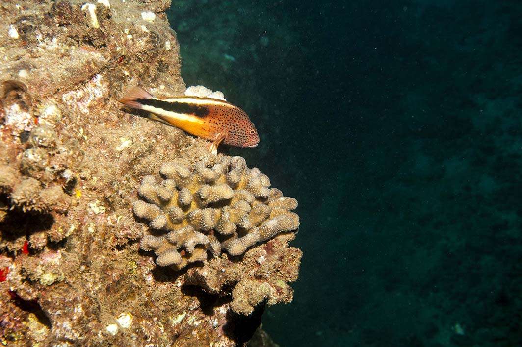 Hawaii Kauai scuba dive fish coral