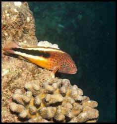 Hawaii Kauai scuba dive fish coral