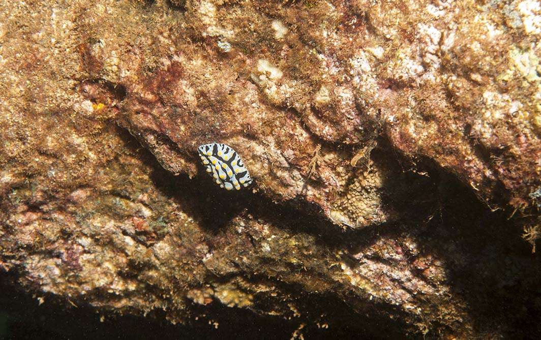 Hawaii Kauai scuba dive sea slug
