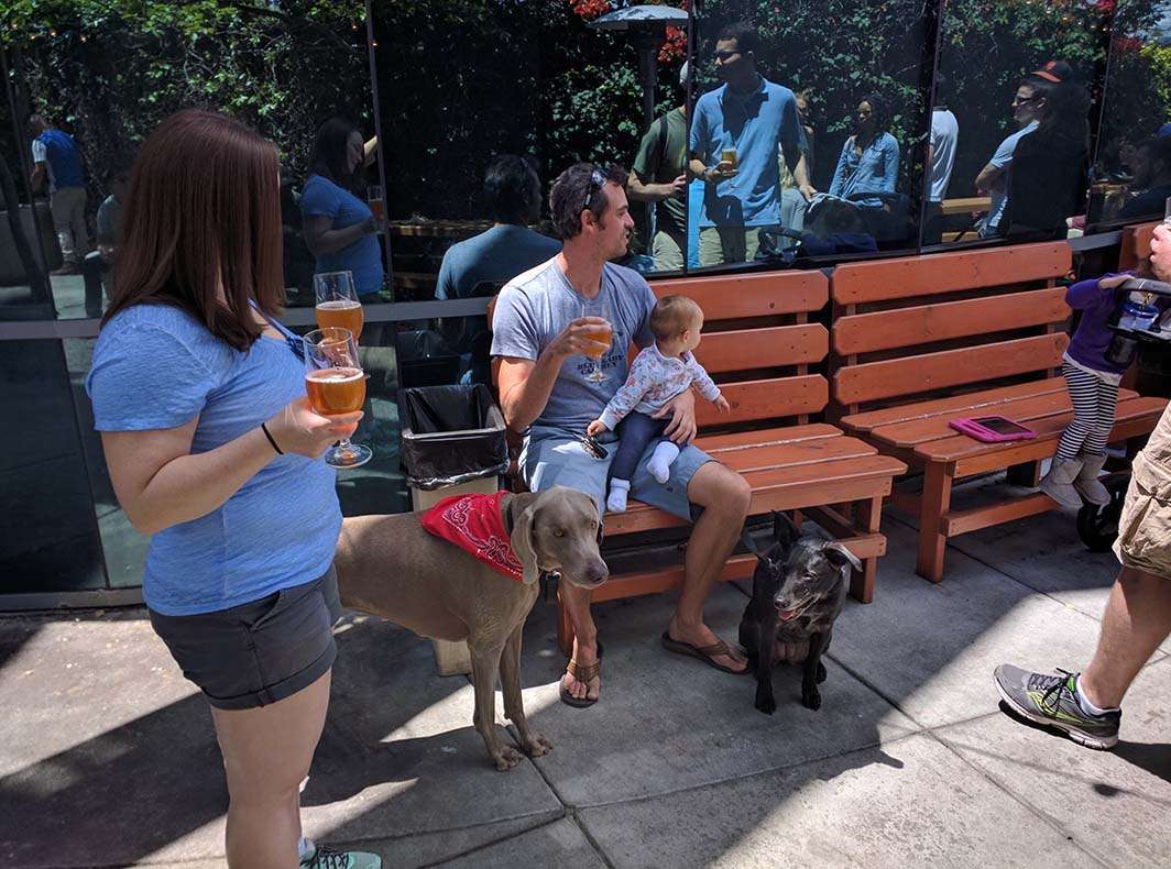 Green Flash brewery dogs