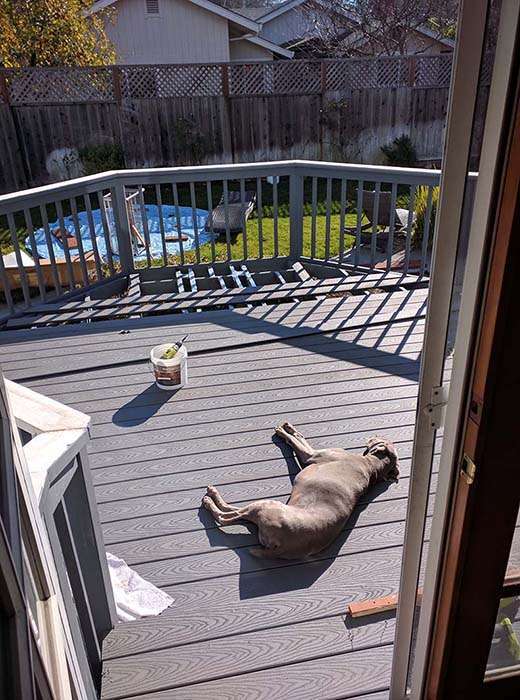 Weimaraner dog sleeping deck construction trex