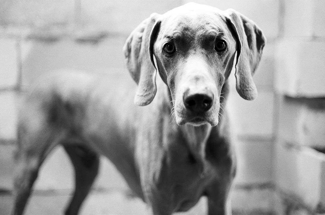 Film photography weimaraner dog