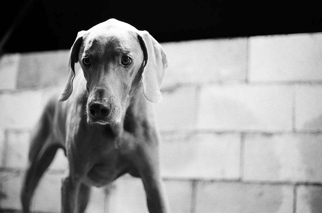 Film photography 35mm dog concrete murder room monochrome