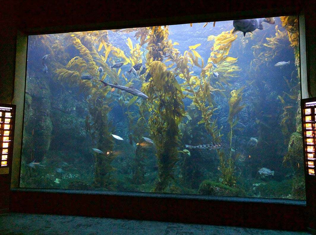 Birch Scripps aquarium tank shark fish kelp