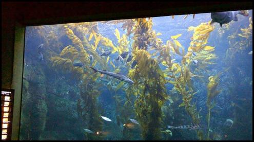 Birch Scripps aquarium tank shark fish kelp