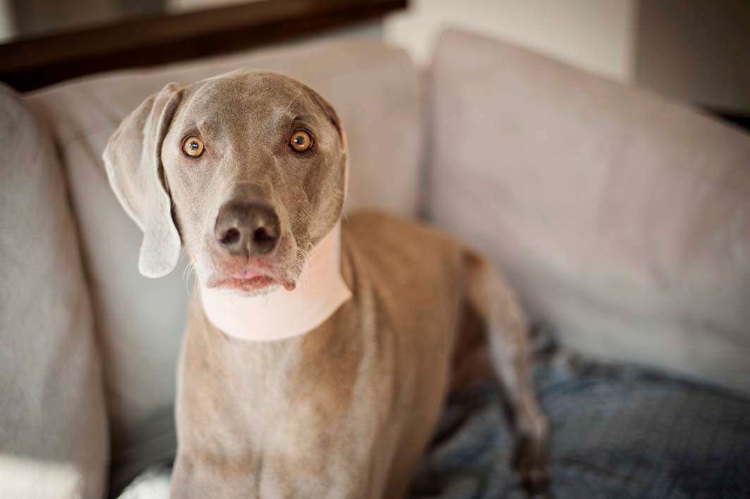 Dog weimaraner ear surgery bandaged back