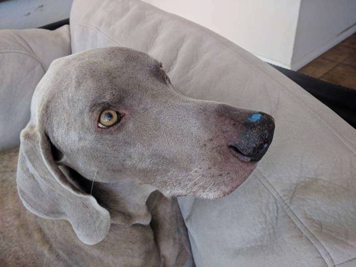 Dog weimaraner blue paint on nose