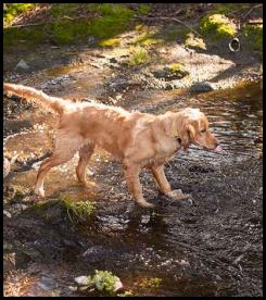 Weimaraner golden retriever playing creek